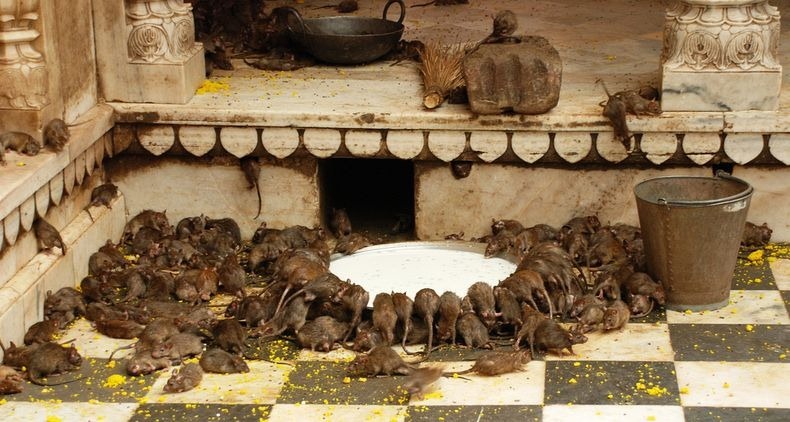 Karni Mata Temple Rats